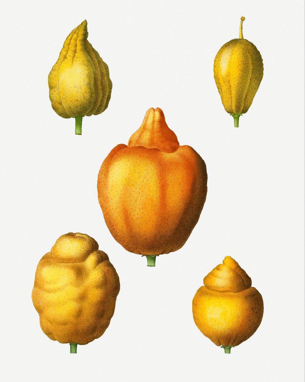 Various shapes of citrus illustration