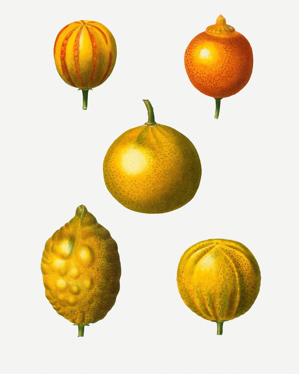Vintage various citrus fruits illustration