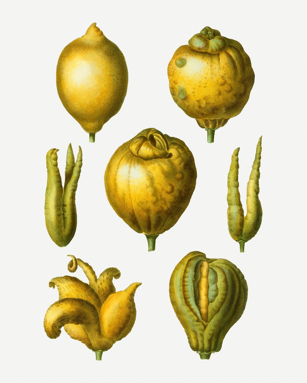 Vintage various lemon fruits illustration