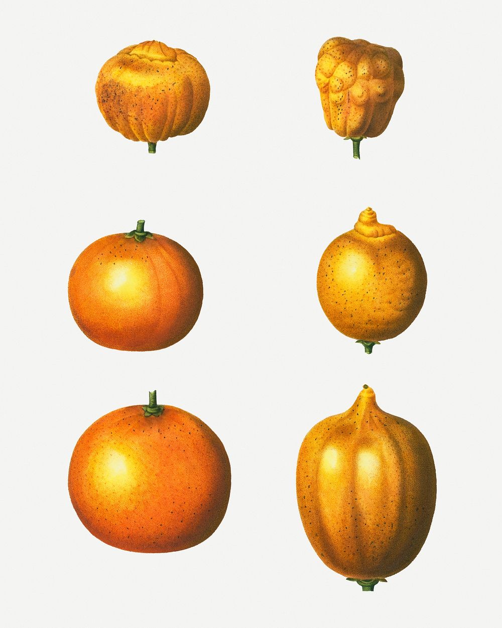 Various types of oranges illustration