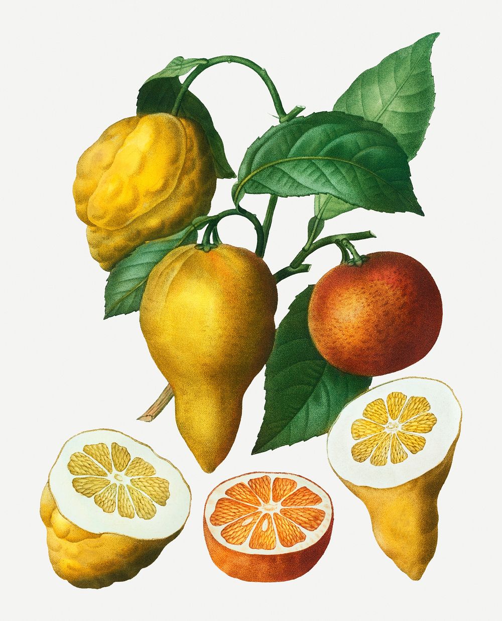 Vintage bitter orange tree illustration Premium PSD Illustration rawpixel