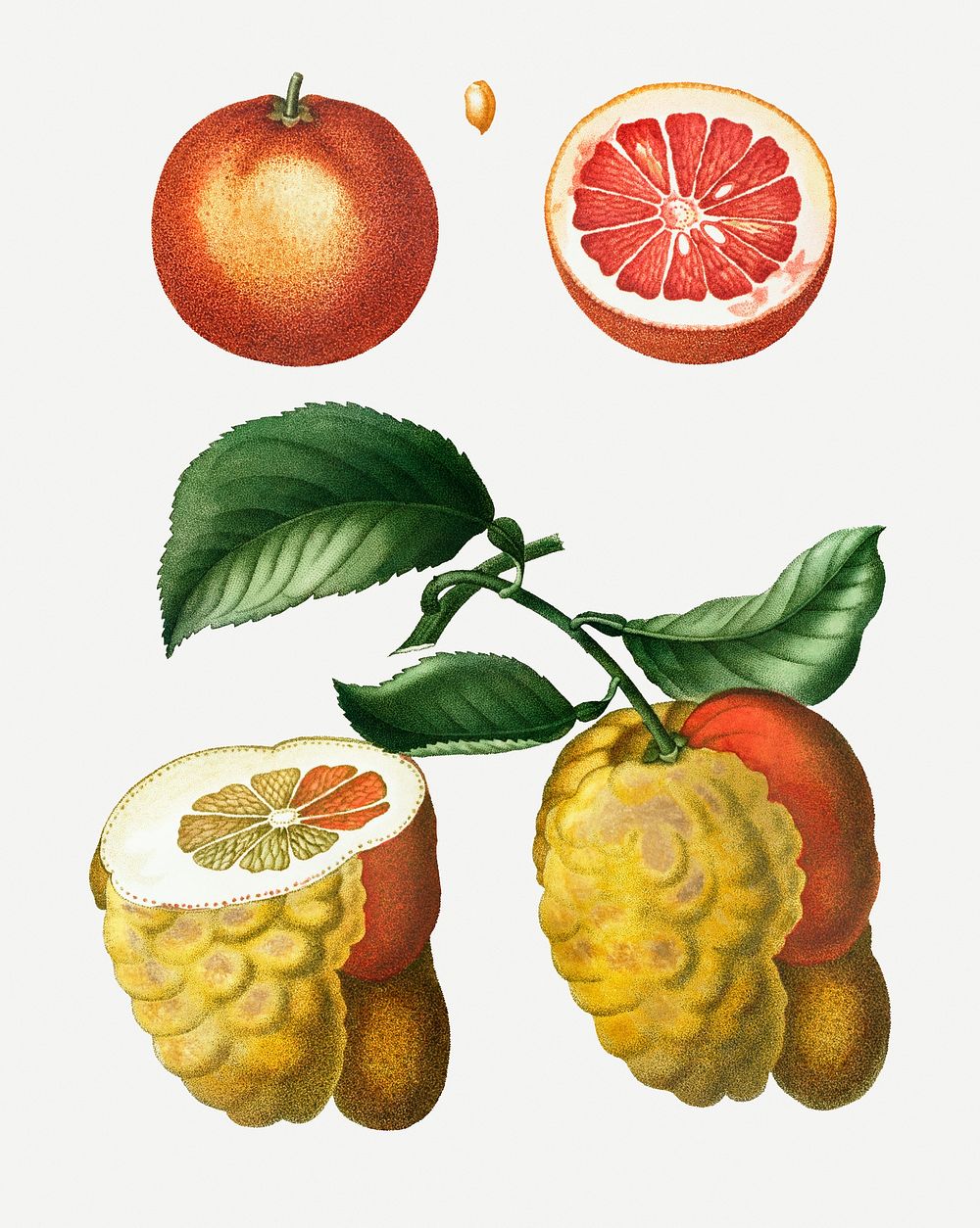 Blood orange and bigarade orange illustration