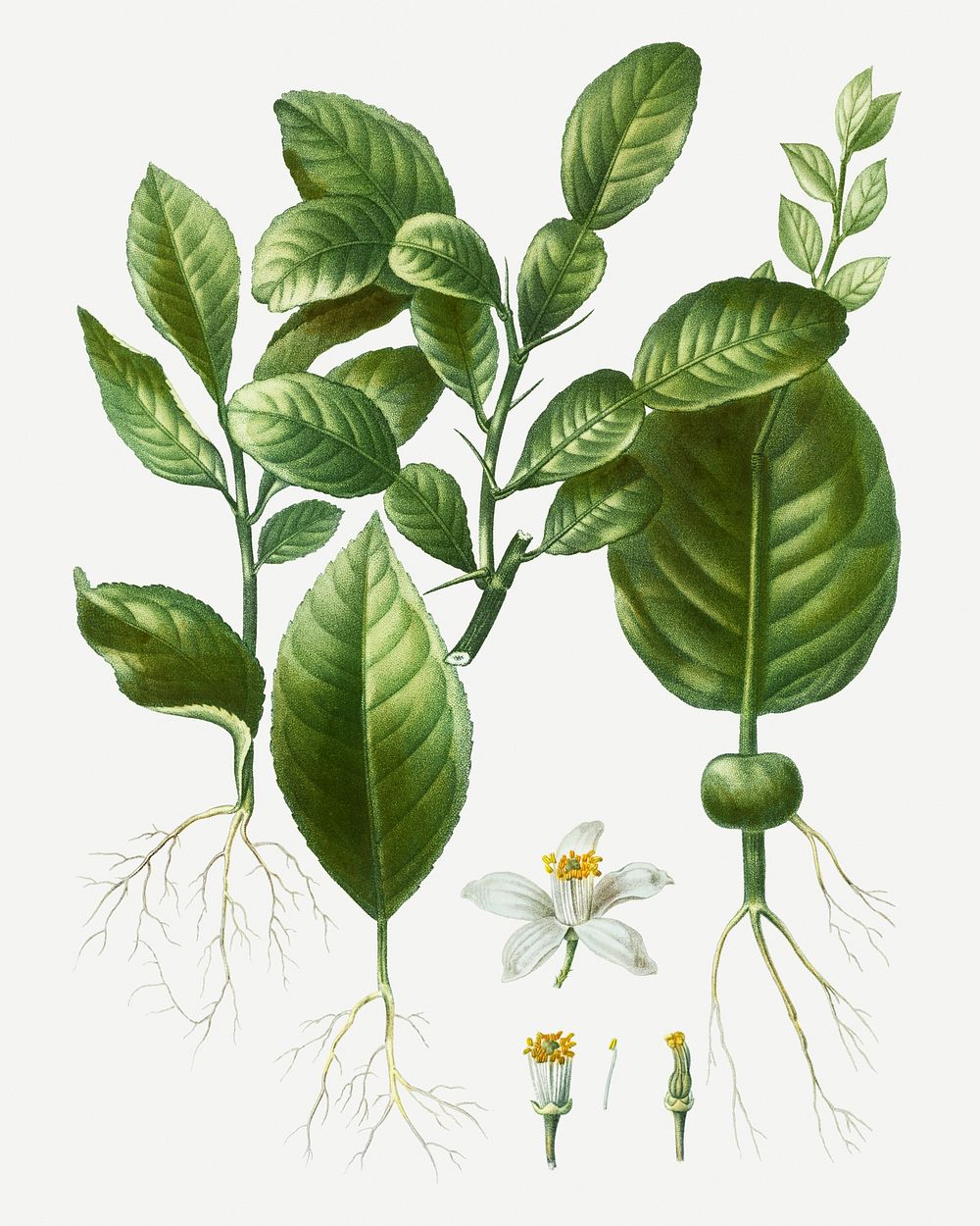 Kaffir lime and orange blossom illustration