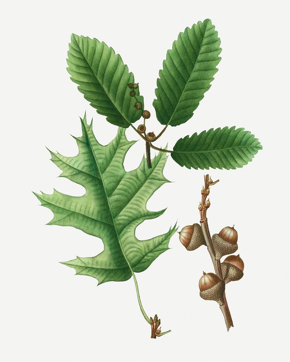 Eastern black oak and chestnut oak illustration
