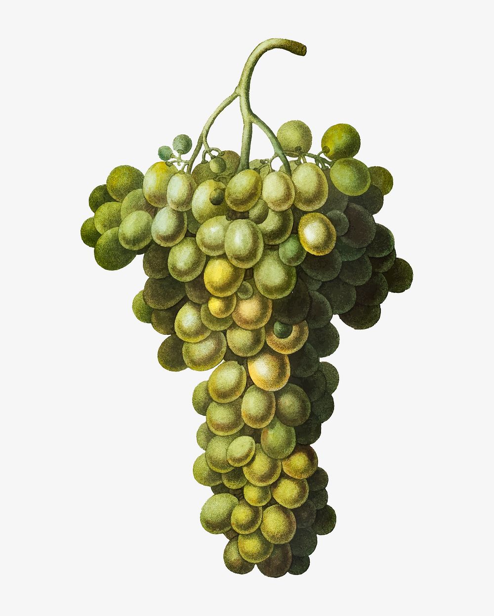 Vintage green grape vine vector
