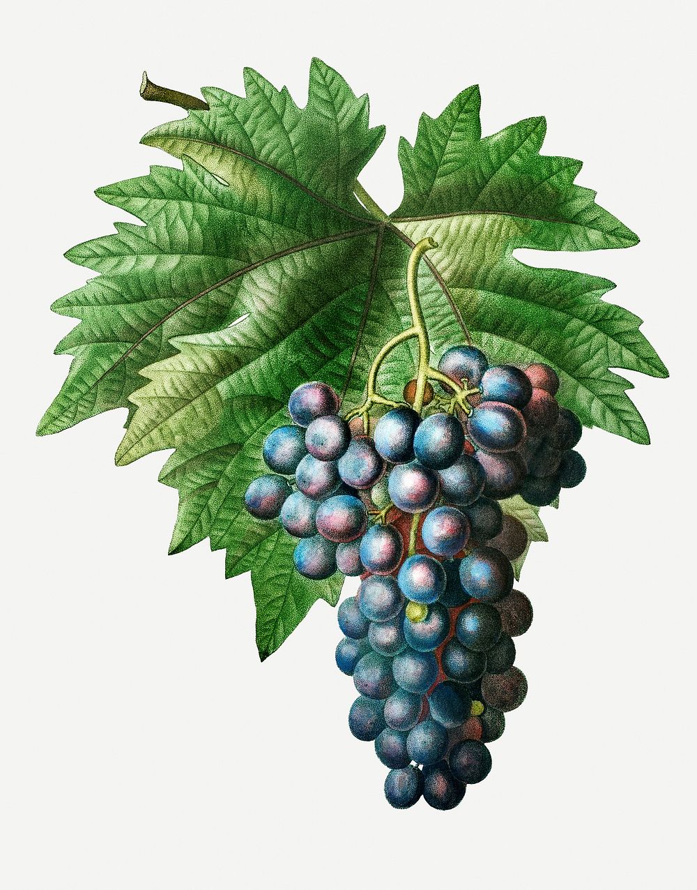 Vintage grape vine branch illustration