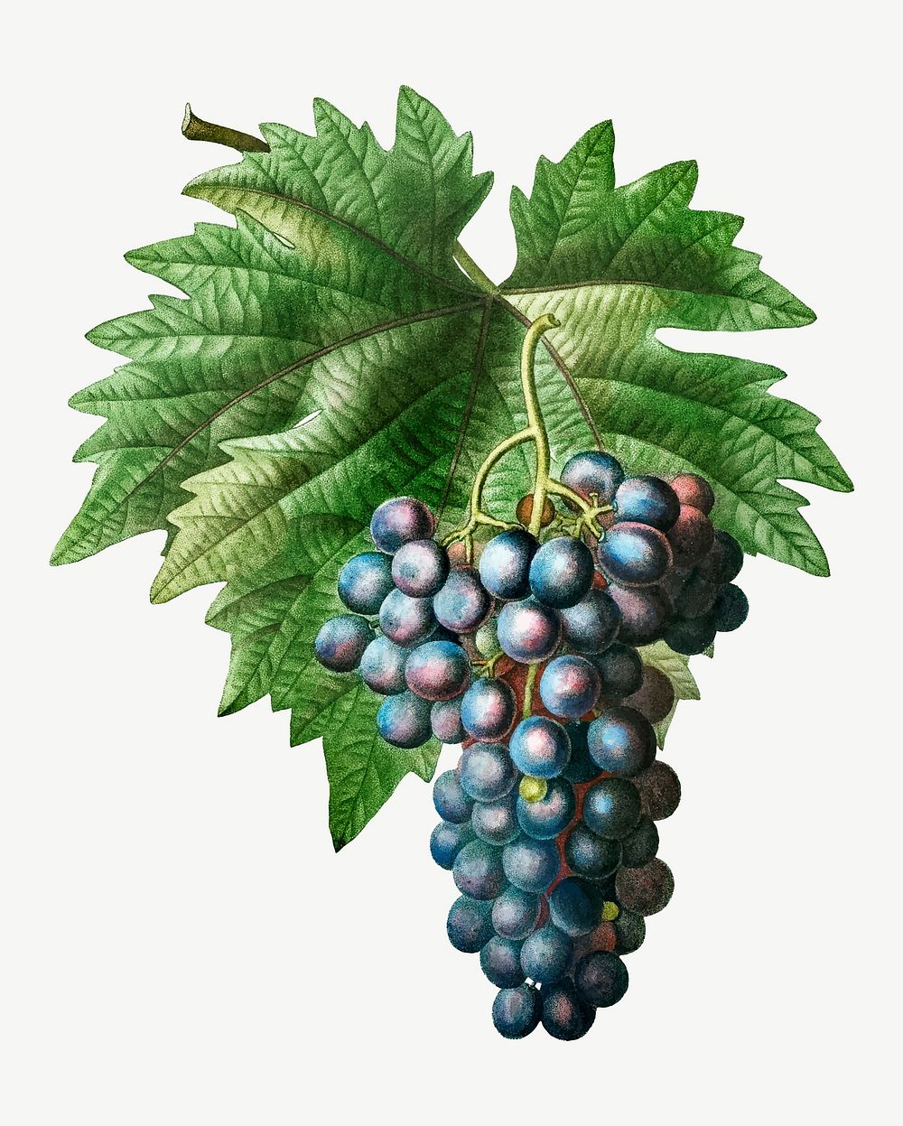 Vintage blue grape vine vector