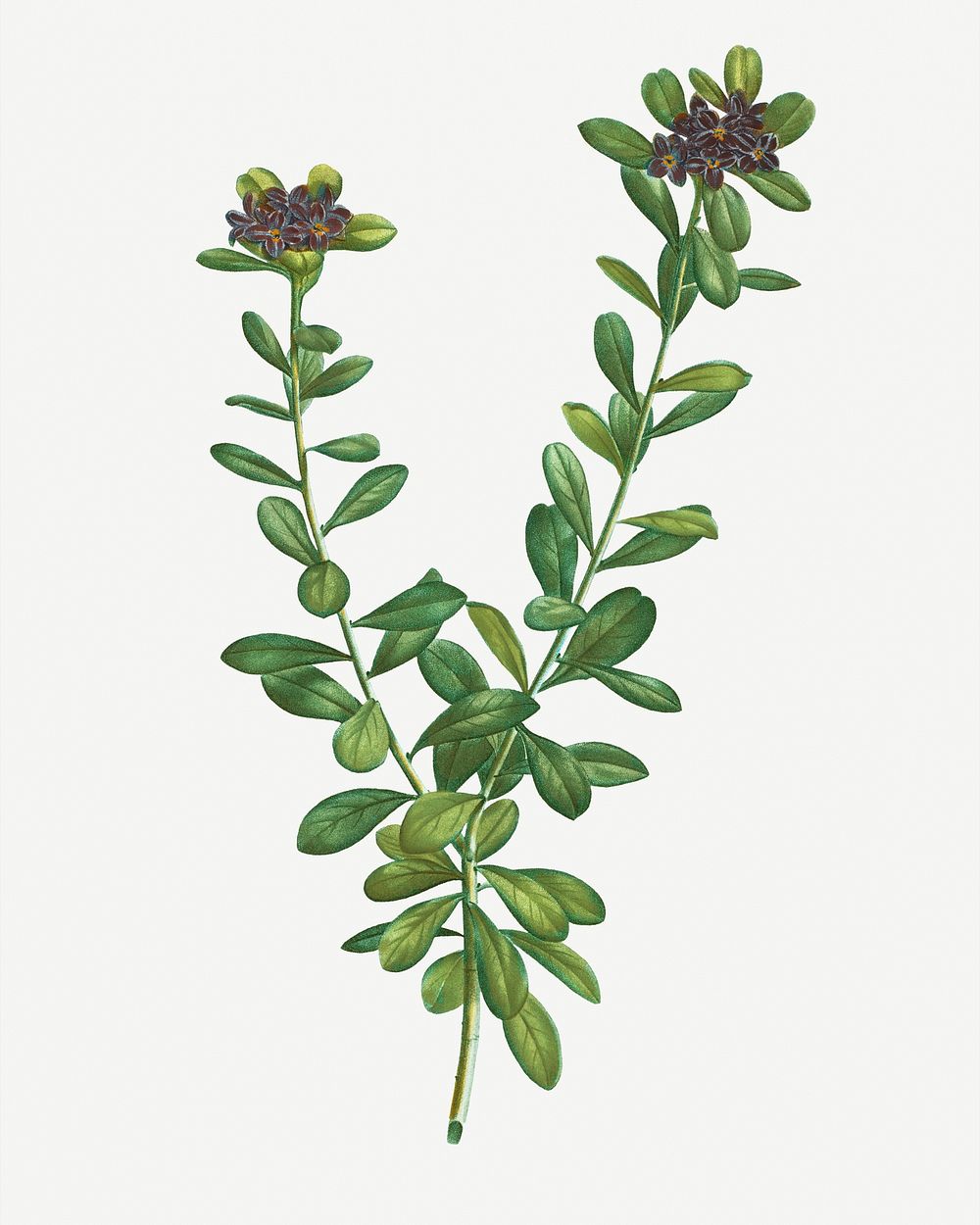 VIntage daphne sericea plant illustration