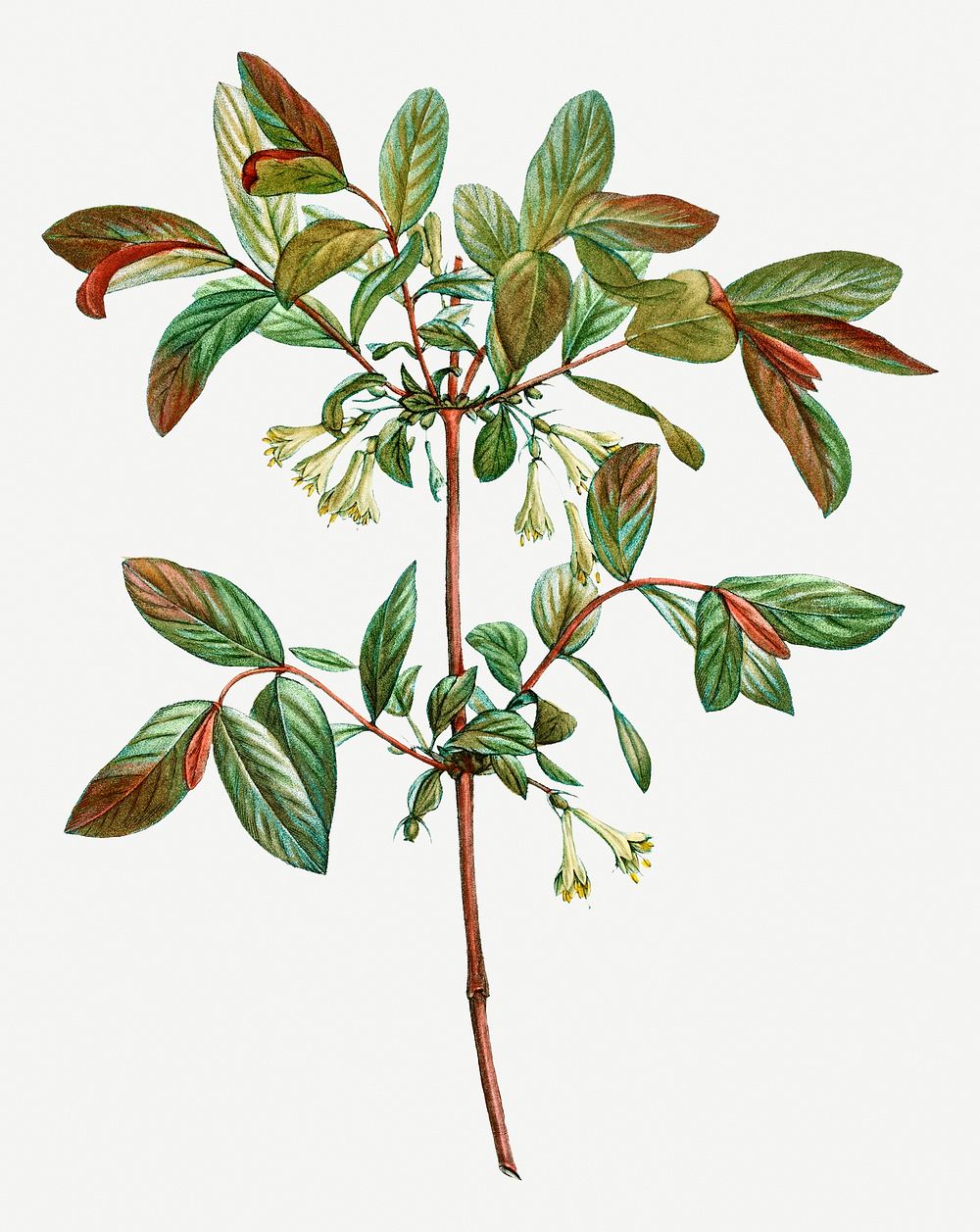 Vintage blossoming honeyberry plant illustration