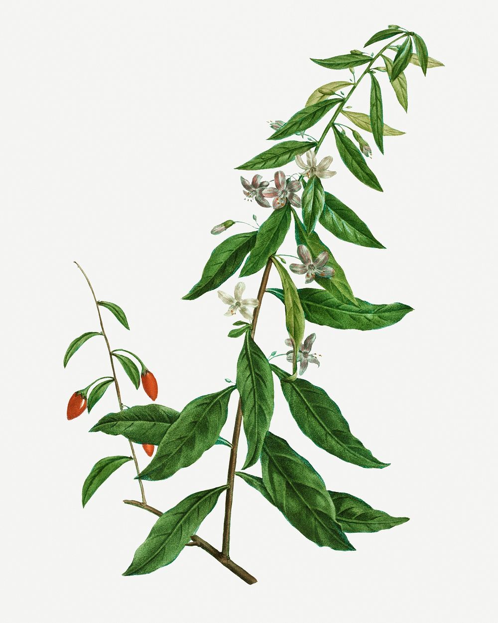 Vintage lycium chinense plant illustration