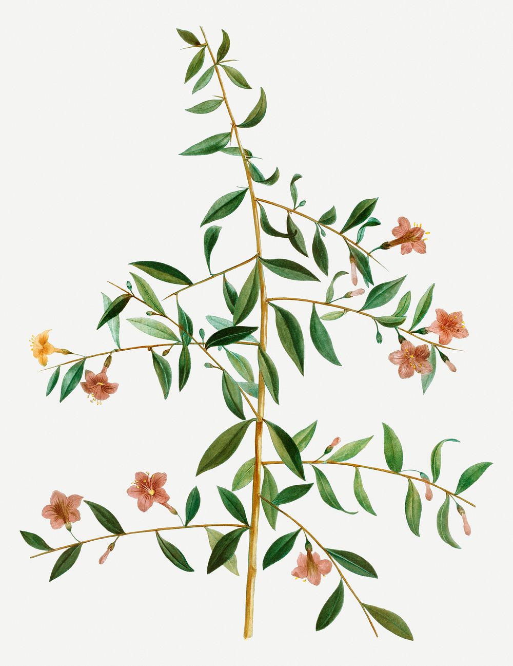 Vintage lycium lanceolatum branch illustration
