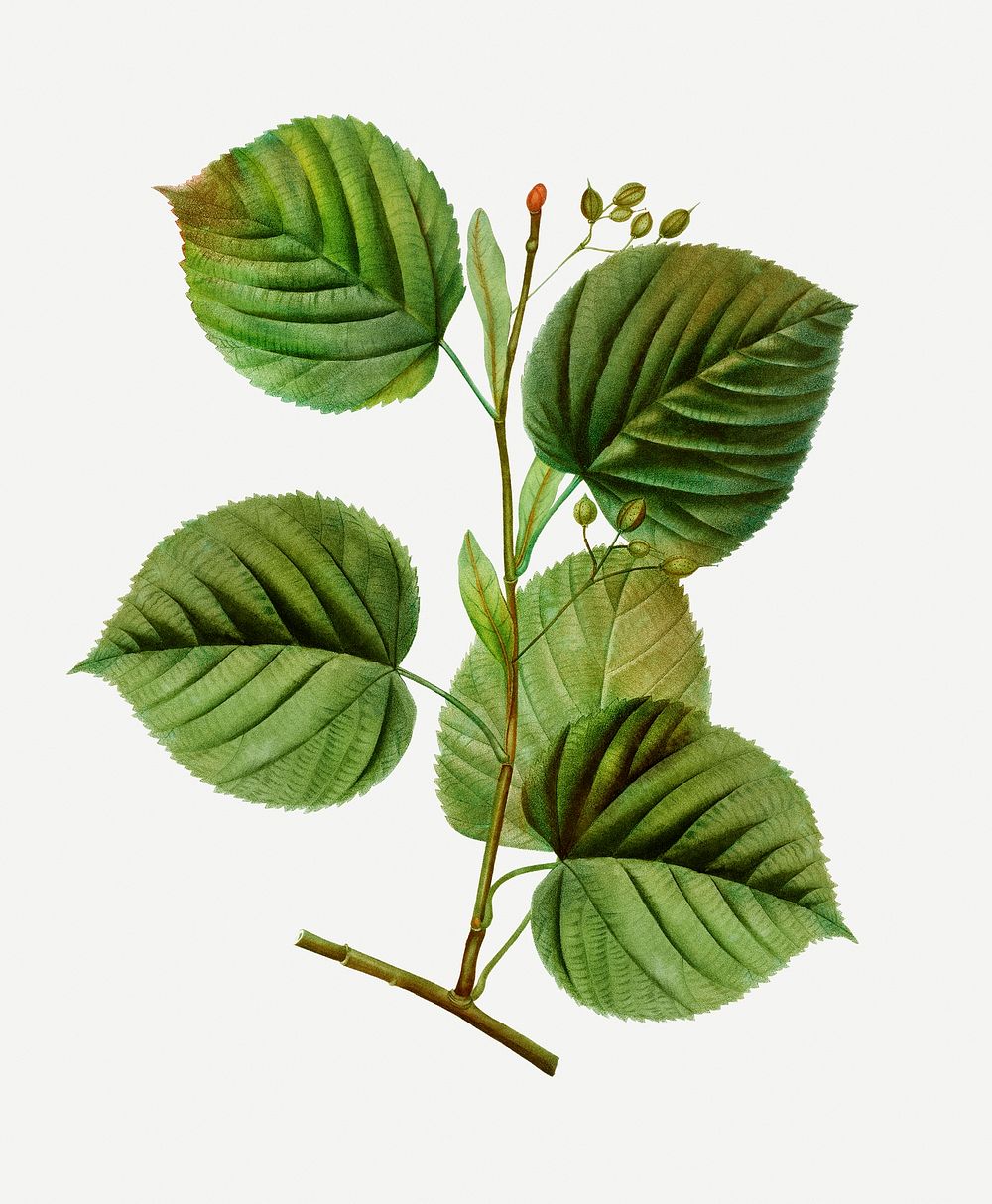 Vintage tilia platyphyllos plant illustration