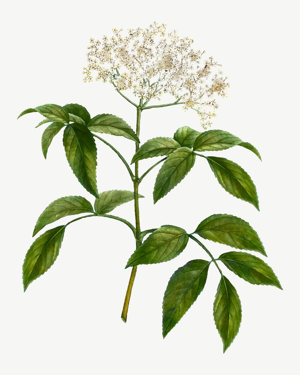 Vintage elderberry flowering plant vector