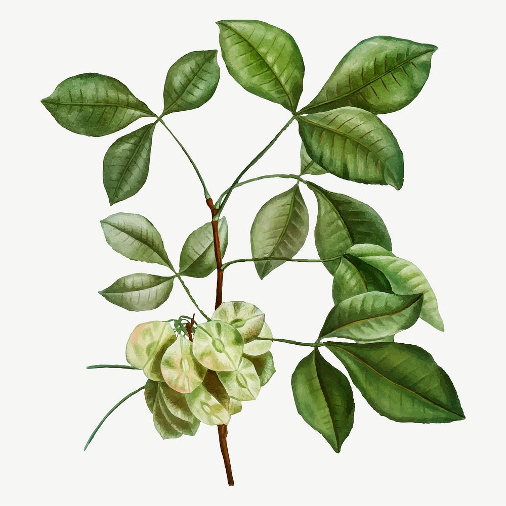 Vintage hoptree flowering plant vector