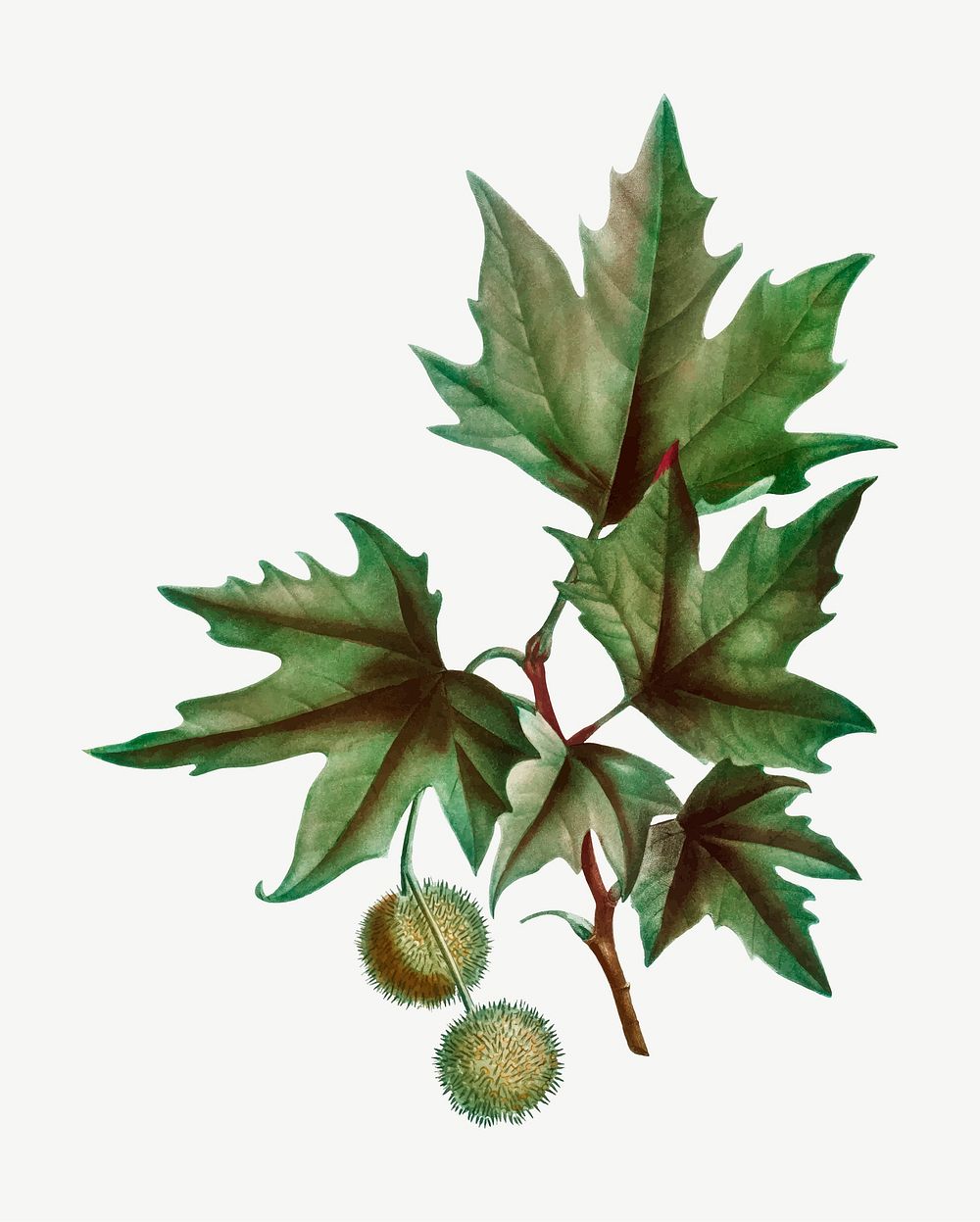 Vintage platanus orientalis tree vector