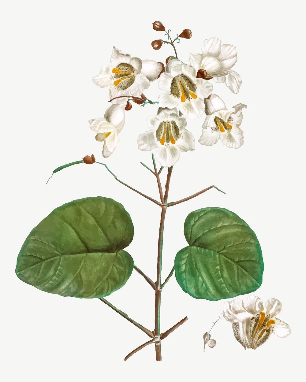 Vintage catalpa cordifolia flower vector
