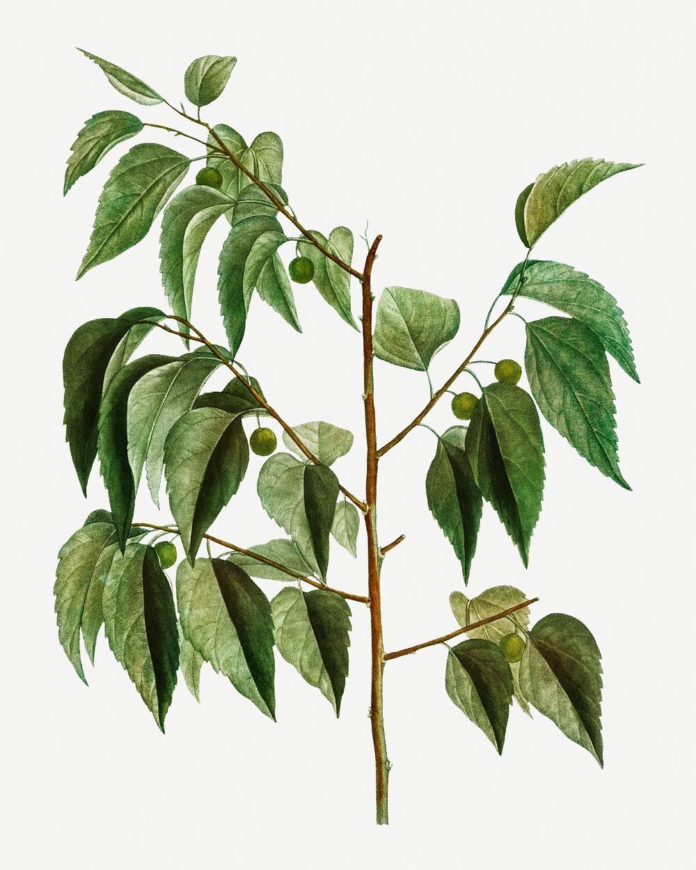 Vintage hackberry tree branch illustration