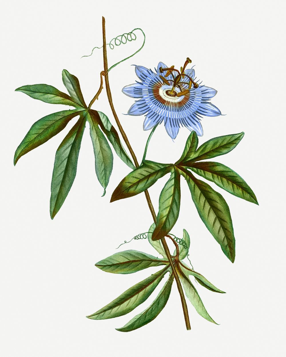 Vintage blooming blue passionflower illustration