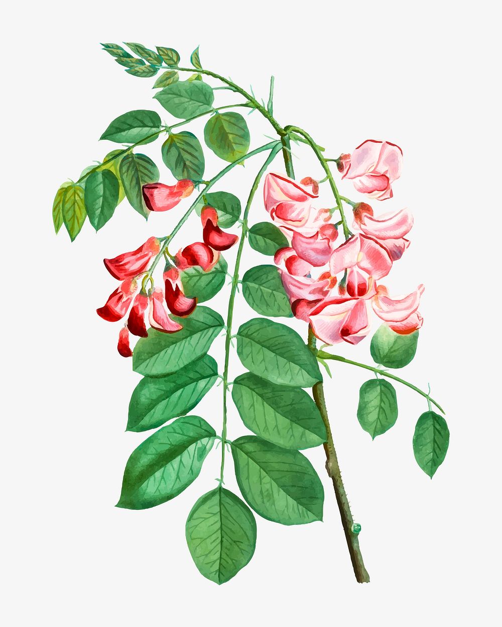 Vintage blooming robinia rosea vector