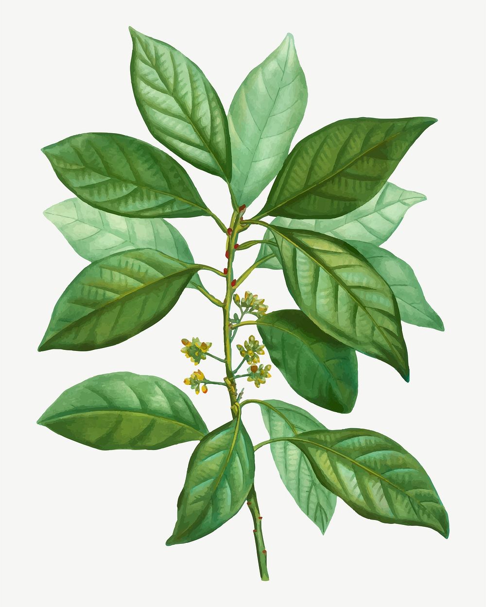Vintage laurus borbonia plant vector