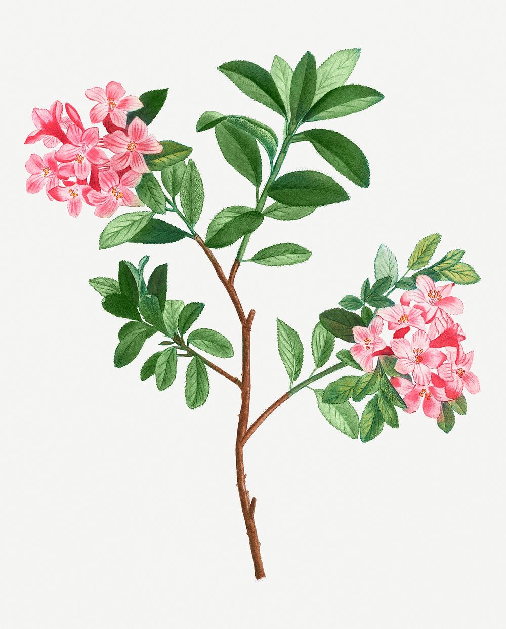 Vintage blooming rhododendron hirsutum illustration