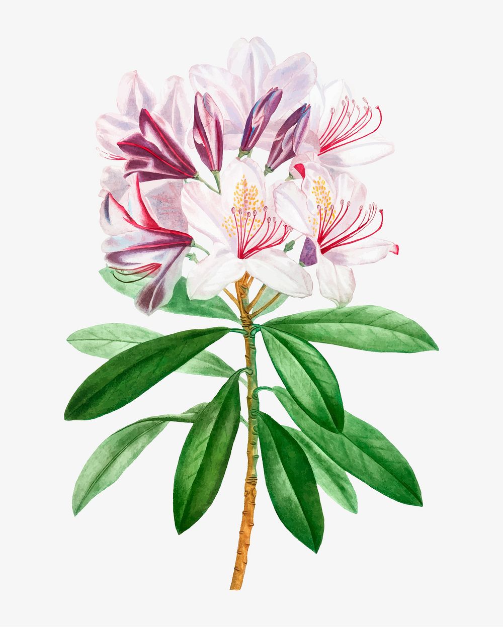 Vintage blooming rhododendron ponticum vector