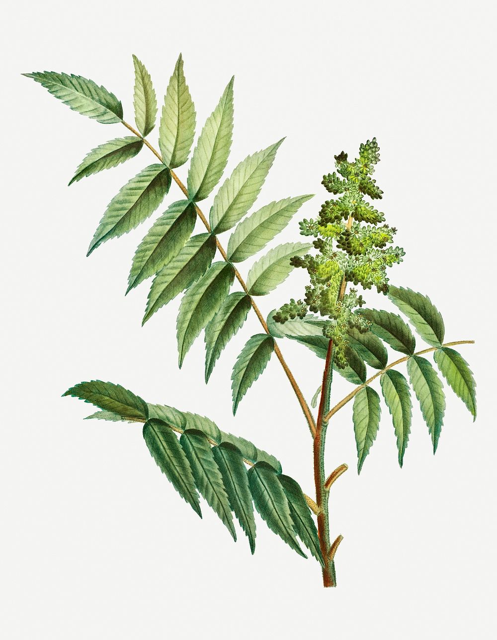 Vintage staghorn sumac plant illustration