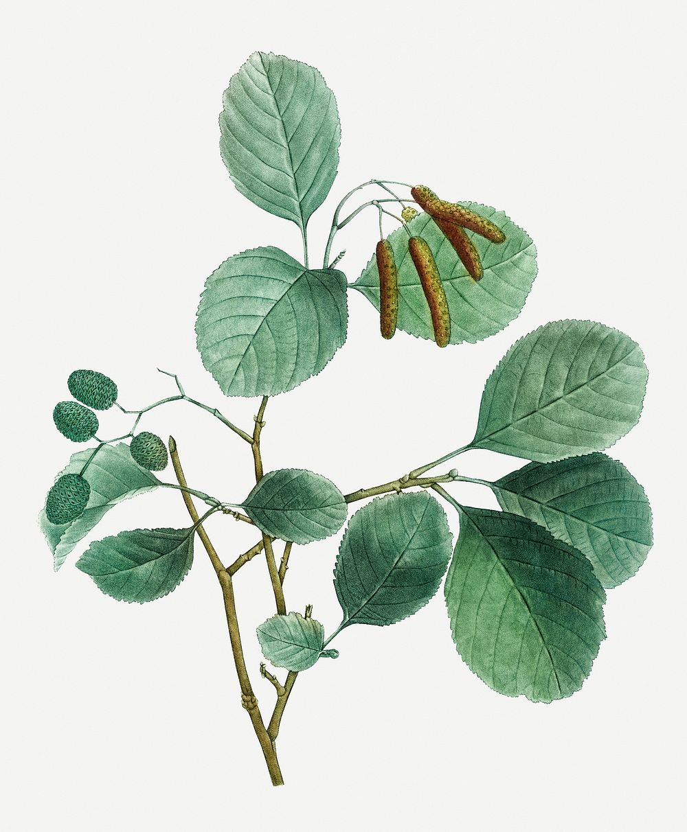 Vintage mountain alder plant illustration