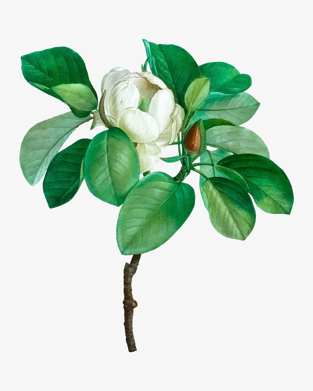 Vintage blooming magnolia flower vector