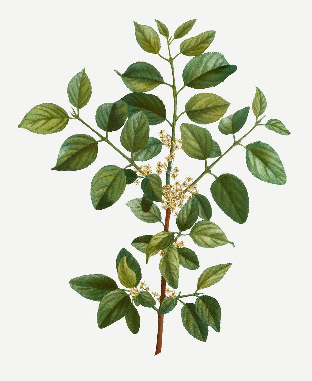 Vintage common buckthorn branch plant illustration