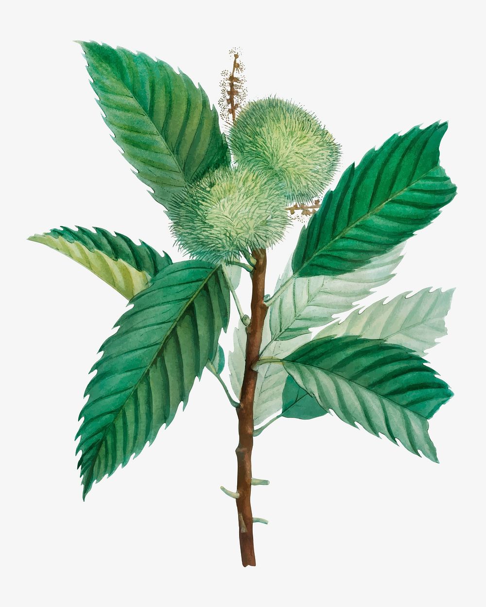 Vintage sweet chestnut plant vector