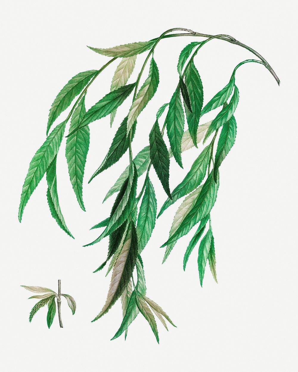Vintage weeping willow branch illustration