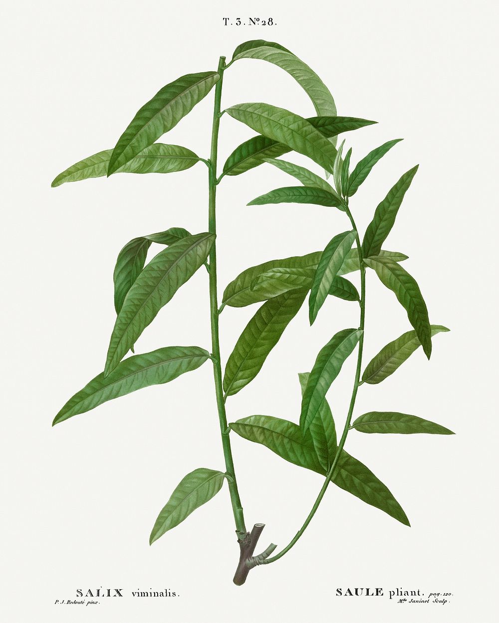 Basket willow, Salix viminalis from Trait&eacute; des Arbres et Arbustes que l&rsquo;on cultive en France en pleine terre…