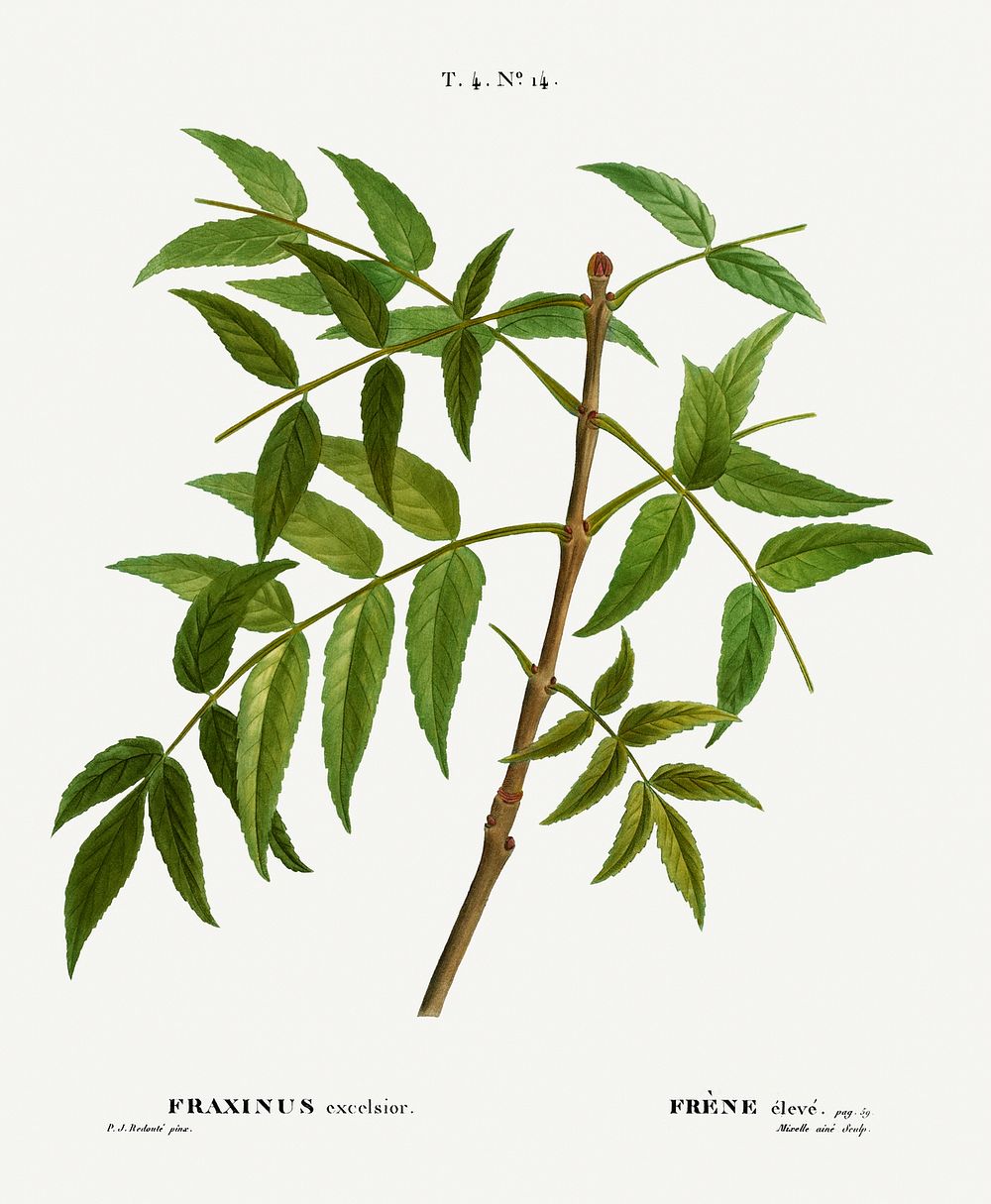 European ash, Fraxinus excelsior from Trait&eacute; des Arbres et Arbustes que l&rsquo;on cultive en France en pleine terre…
