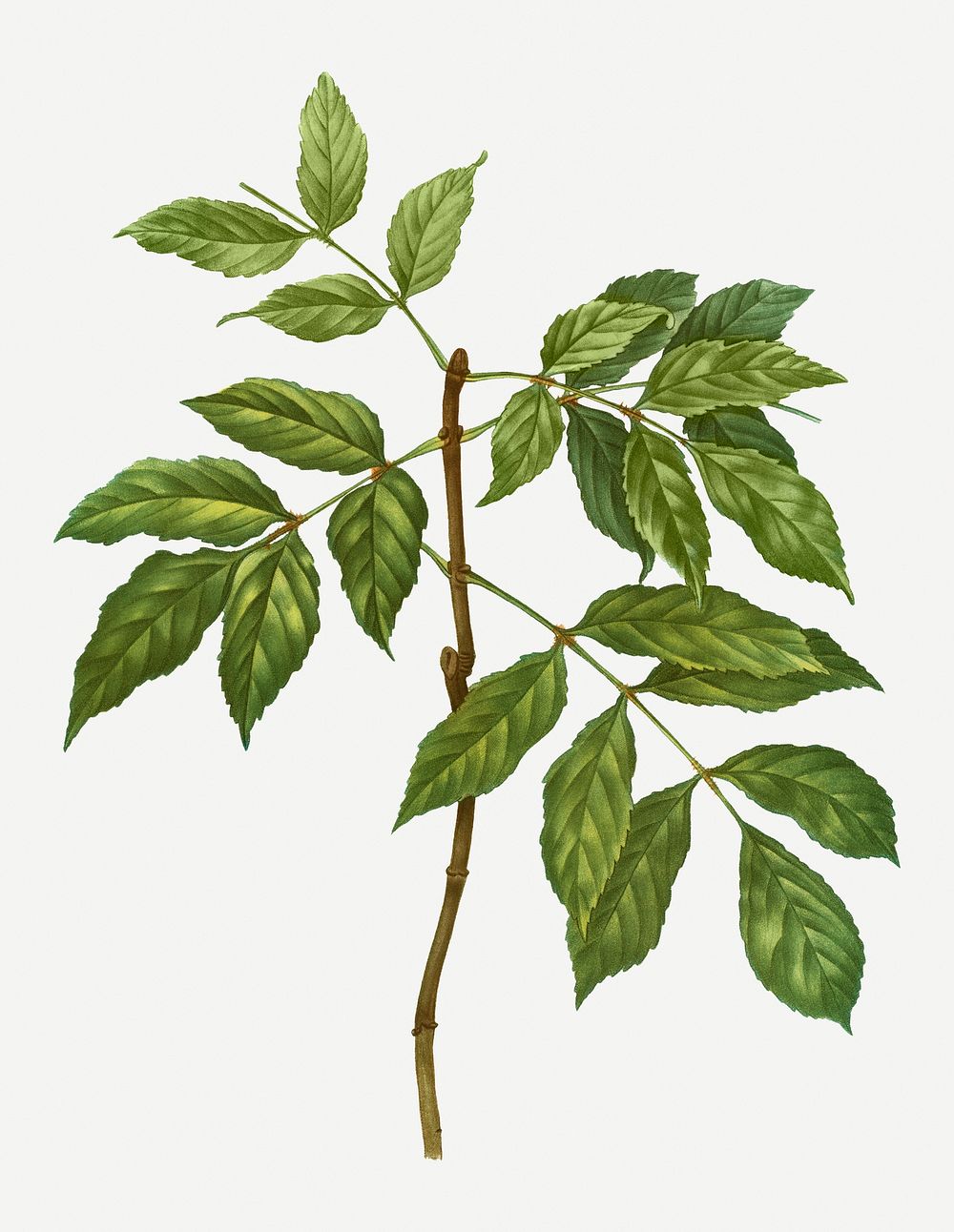 Vintage manna ash branch plant illustration