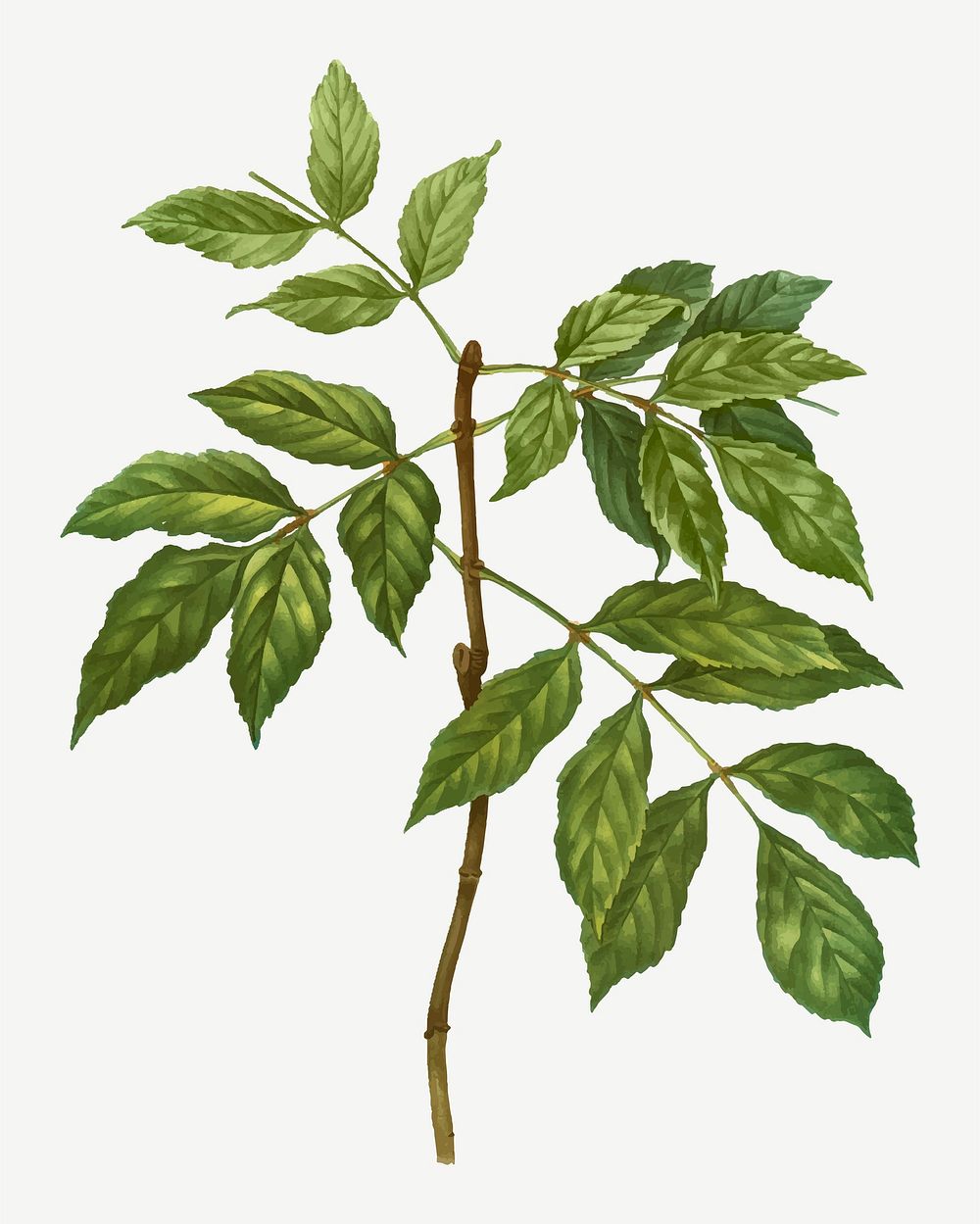Vintage manna ash branch plant vector