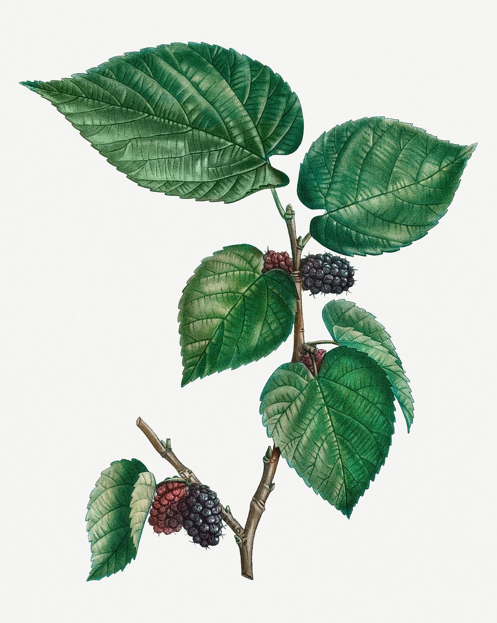 Vintage black mulberry plant illustration