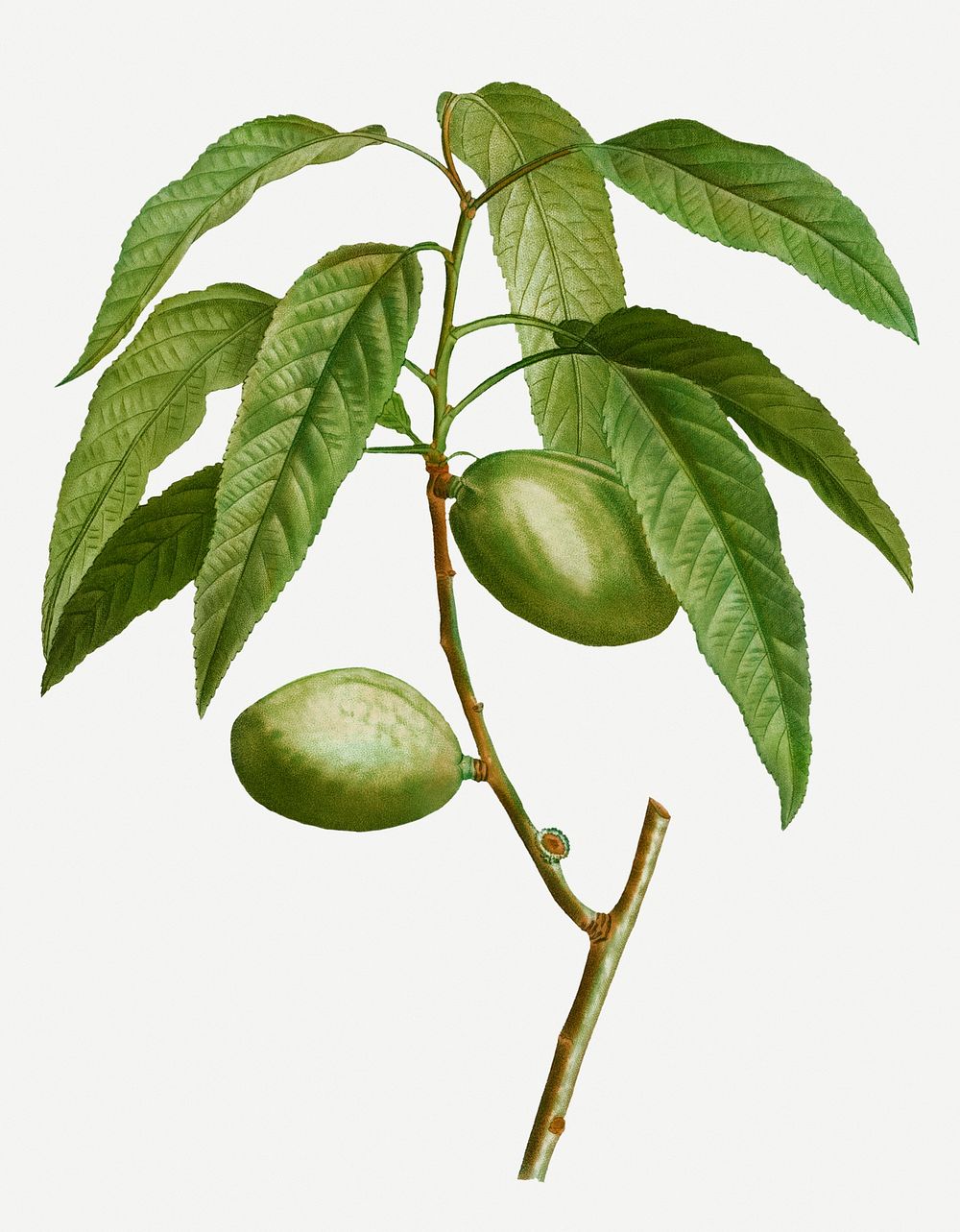 Vintage almond branch plant illustration
