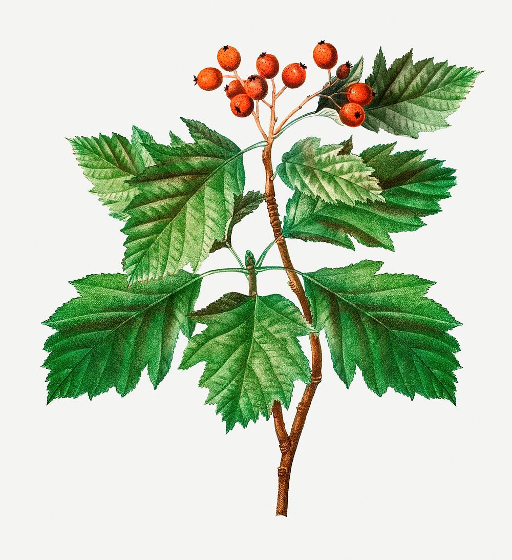 Vintage hawthorn tree branch illustration