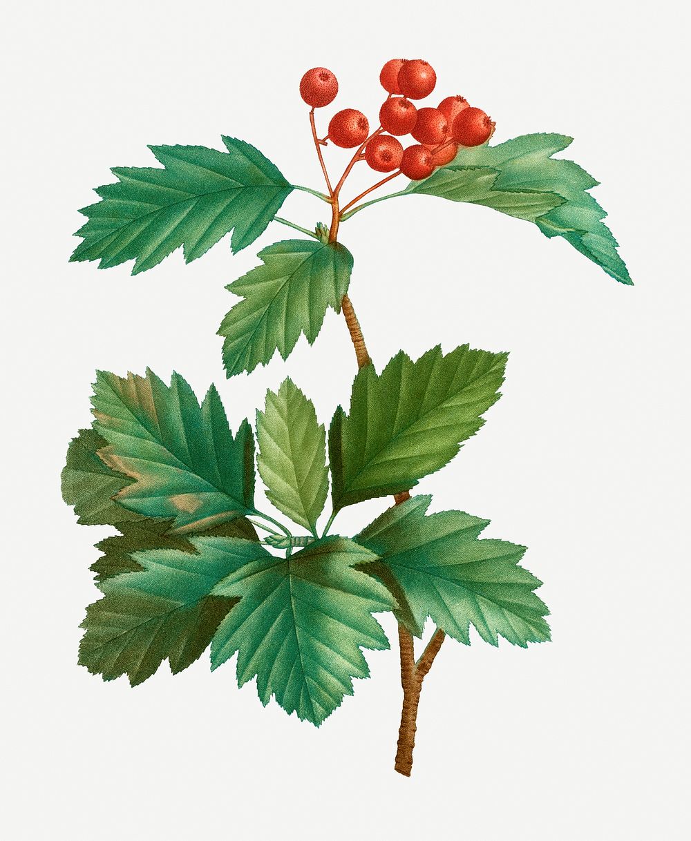 Vintage wild service tree plant illustration