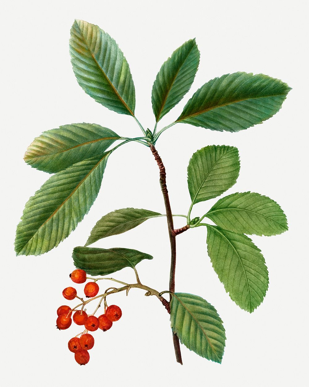 Vintage whitebeam branch plant illustration