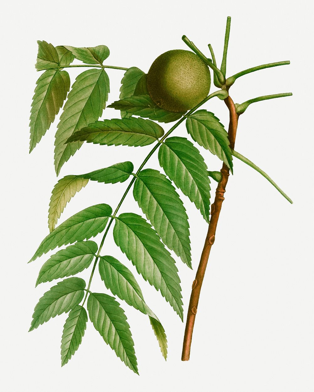 Vintage black walnut branch plant illustration