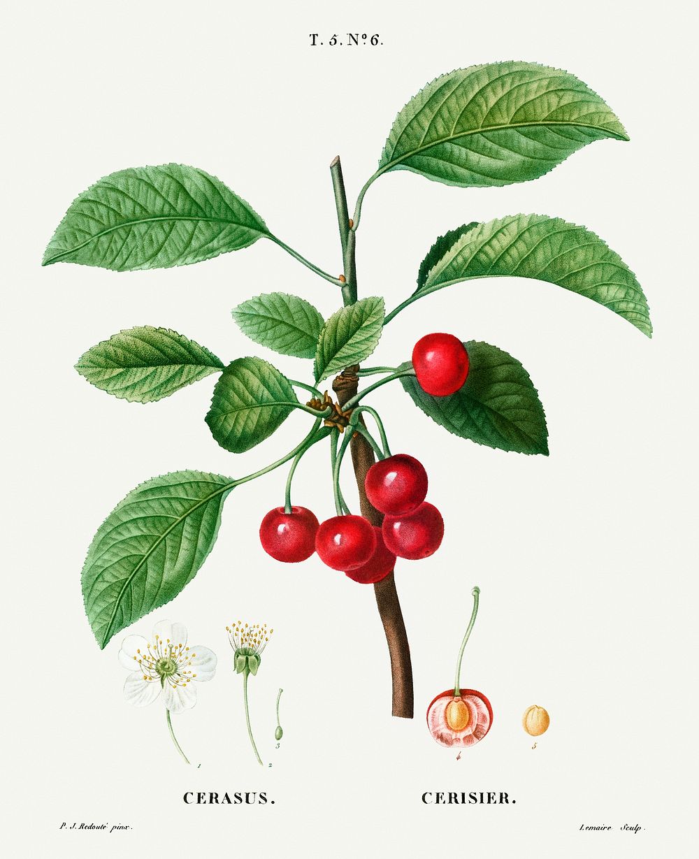 Cherry (Cerasus) from Trait&eacute; des Arbres et Arbustes que l&rsquo;on cultive en France en pleine terre…