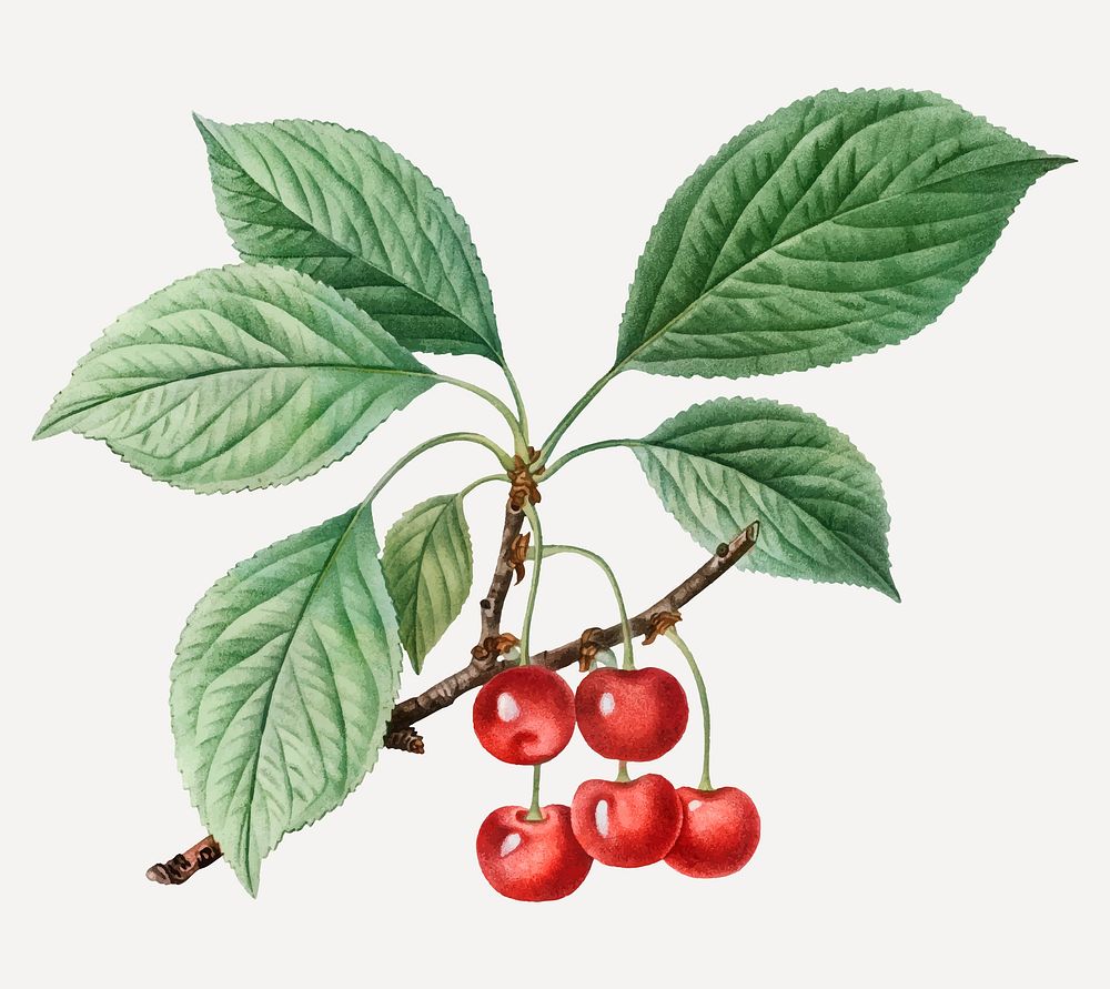 Vintage cherry branch plant vector