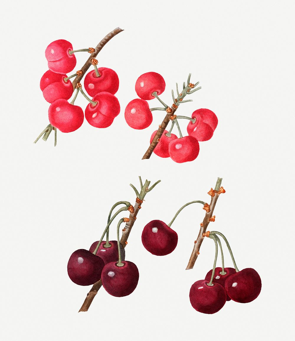 Vintage red cherry fruit illustration