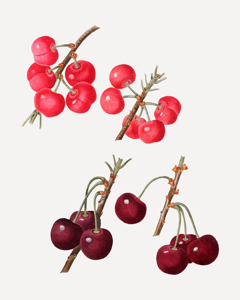 Vintage red cherry fruit vector