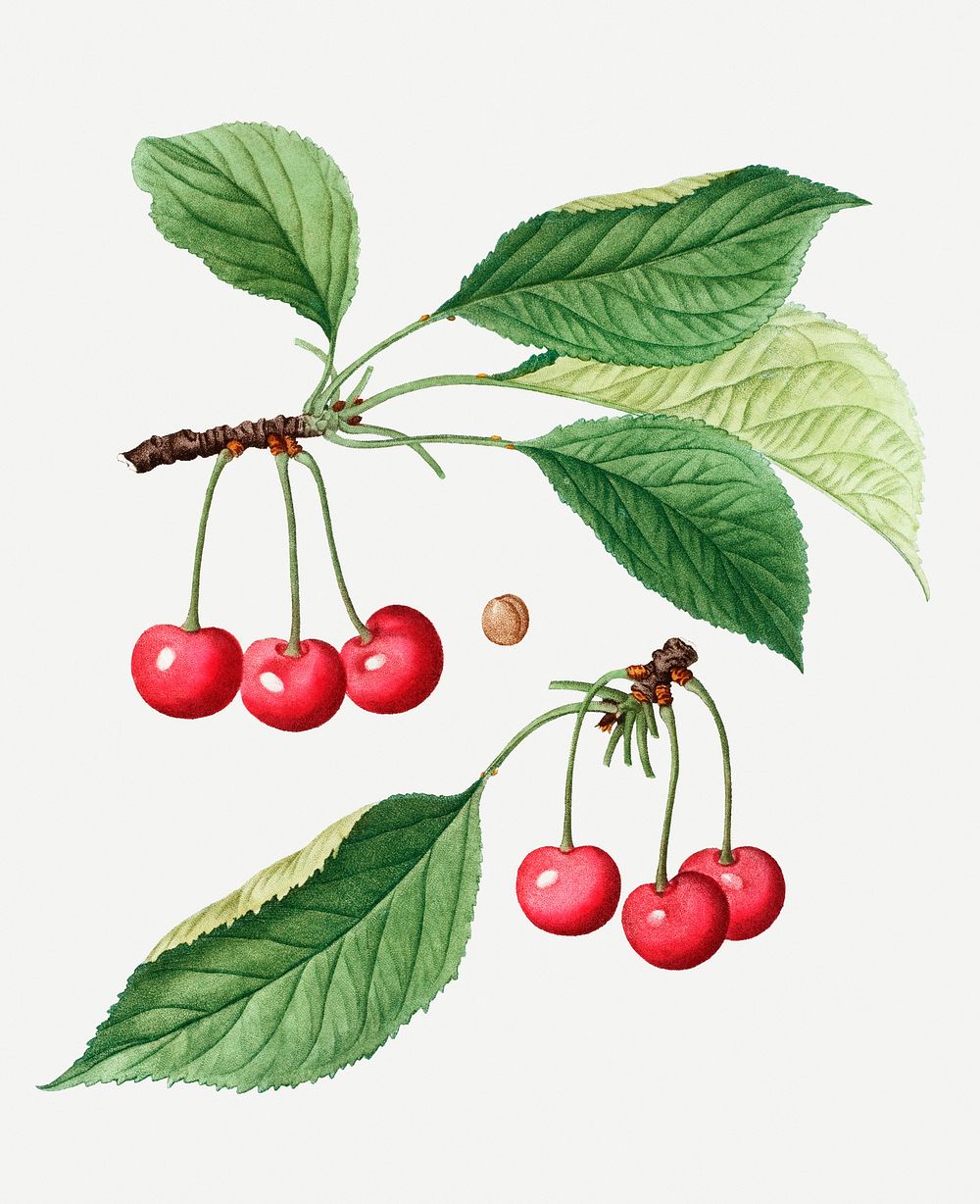 Vintage cherry branch plant illustration