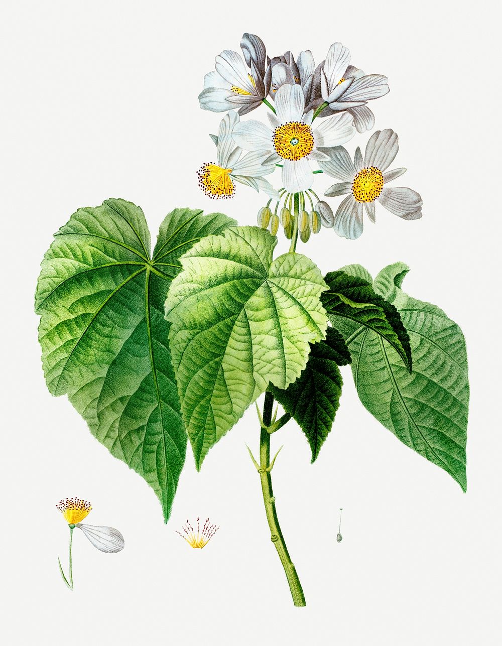Vintage sparmannia Africana flower illustration