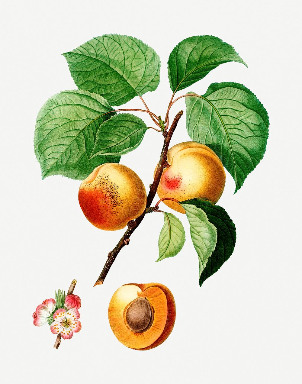 Beautiful vintage apricot tree illustration