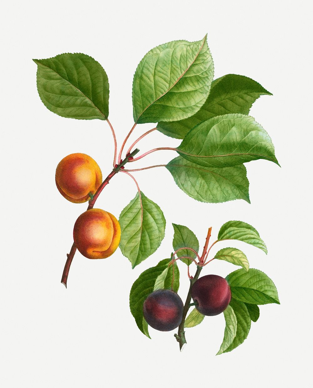 Vintage apricot branch plant illustration